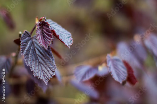 Brown leafs photo