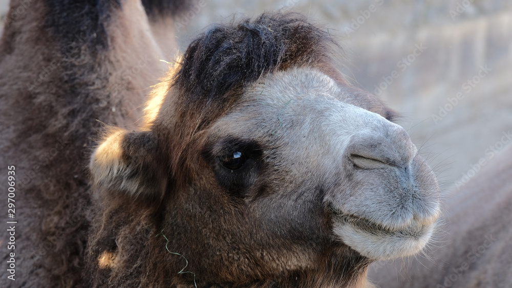 Fototapeta premium Portrait of a contented camel in profile