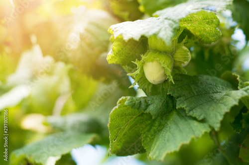 Принти на полотні Green hazelnuts growing on tree against sunbeams
