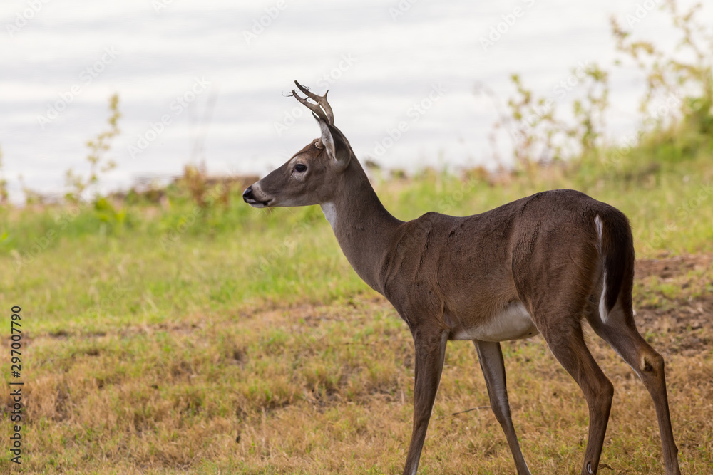 Young Whitetail Buck with Spike Antler grazing along Shore of Lake Young Whitetail Buck with Spike Antler grazing along Shore of Lake