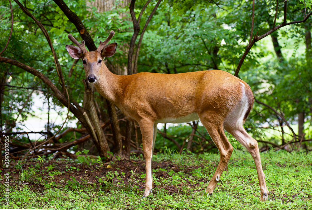 Nature Nature