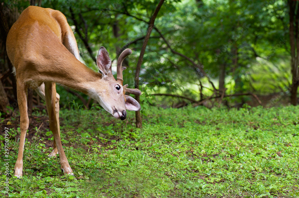 Naklejka premium Nature