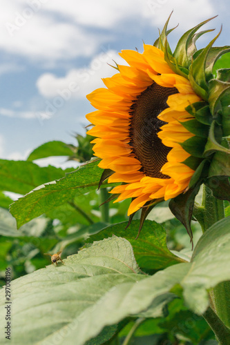 sunflower with blue sky