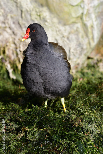 Portrait of a moorhen (gallinula chloropus) photo