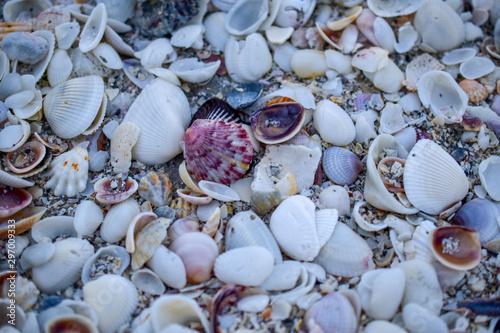 Shells on the beach at the ocean  © Abigail