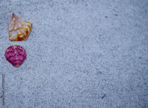 Shells on the beach at the ocean 