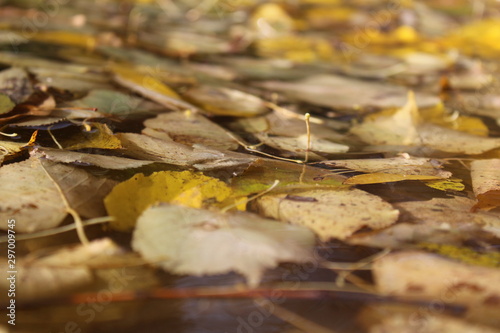  photo autumn leaves and water.the pond is dirty.leaves were falling into the pond.color yellow, brown.