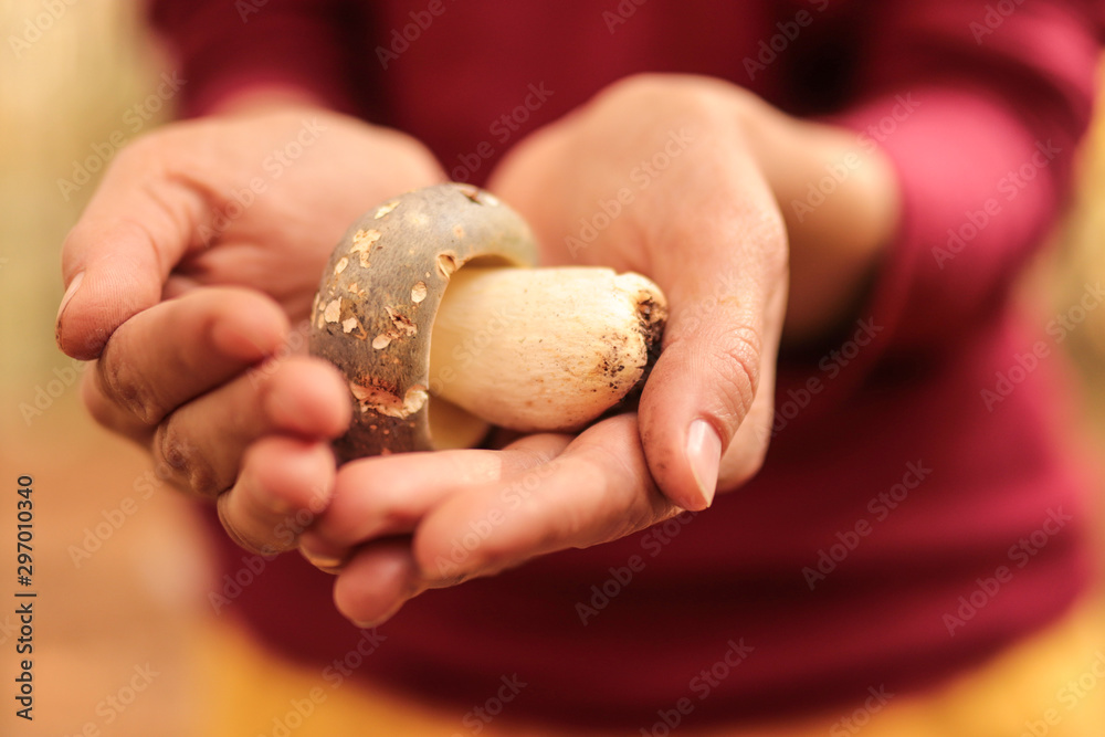 Close-up Small white mushroom with orange cap Leccinum or Boletus lies in the palm of the hand. Selective focus and soft background. Autumn harvest. Close-up Small white mushroom with orange cap Leccinum or Boletus lies in the palm of the hand. Selective focus and soft background. Autumn harvest.