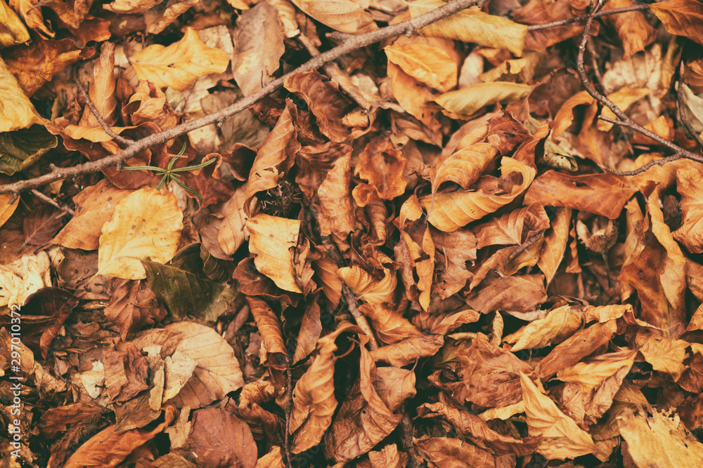 Pattern of orange-red autumn foliage. Beautiful autumn background of fallen yellow leaves in the forest. Autumn season background