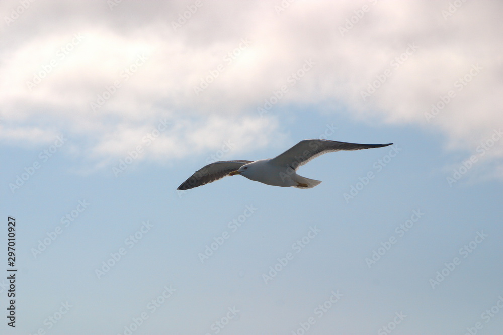 Image of a black and white Seagull soaring in the blue sky