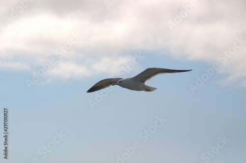 Image of a black and white Seagull soaring in the blue sky