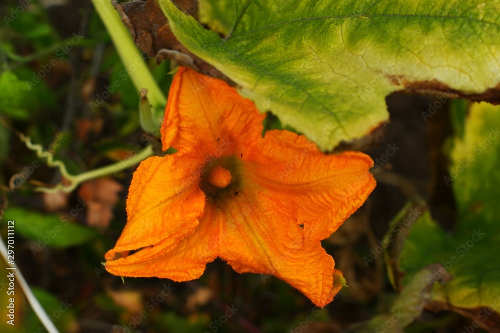 There are yellow flowers of pumpkin and grass There are yellow flowers of pumpkin and grass