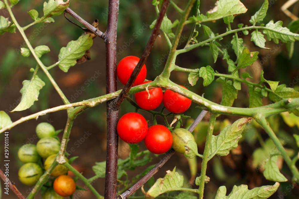Red organic tomato plant and fruit in autumn