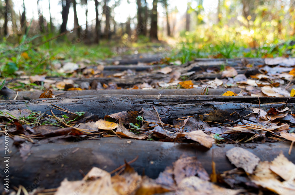 Path in the forest on a sunny autumn morning Path in the forest on a sunny autumn morning