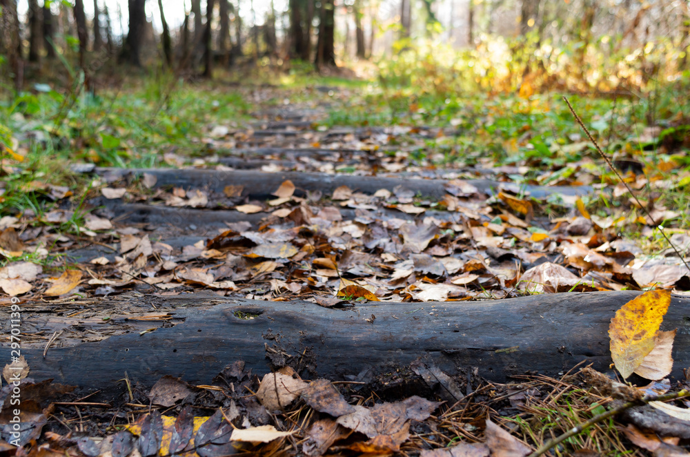 Path in the forest on a sunny autumn morning Path in the forest on a sunny autumn morning