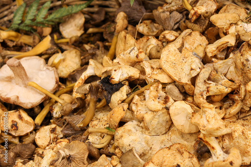 Heap of chanterelle mushrooms in supermarket, early autumn.