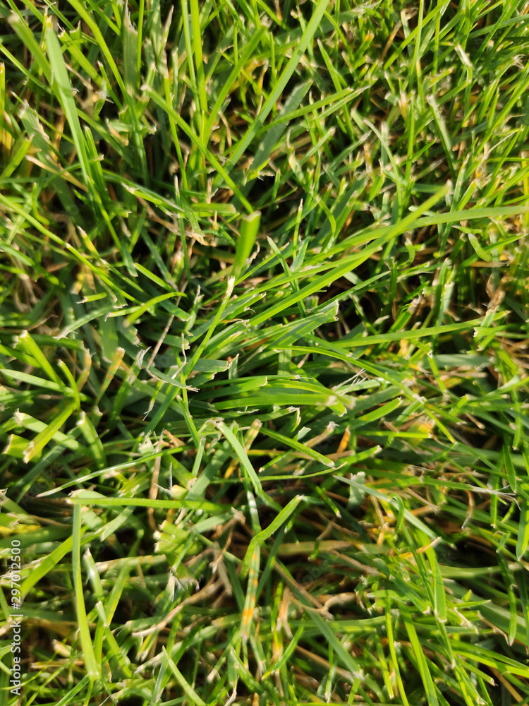 A green grass texture A green grass texture