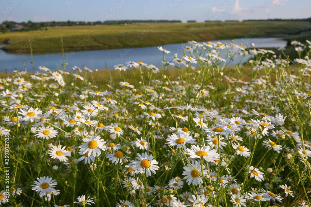 Chamomile flowers in the meadow. In the background is a river.