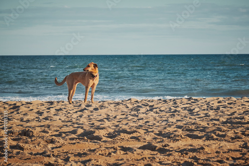 Dog runing in a beach at the afternoon with the ocean as background