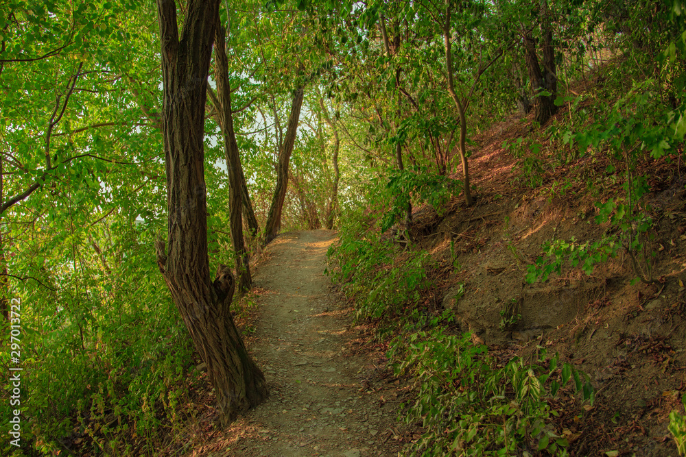 summer green forest lonely narrow dirt trail 