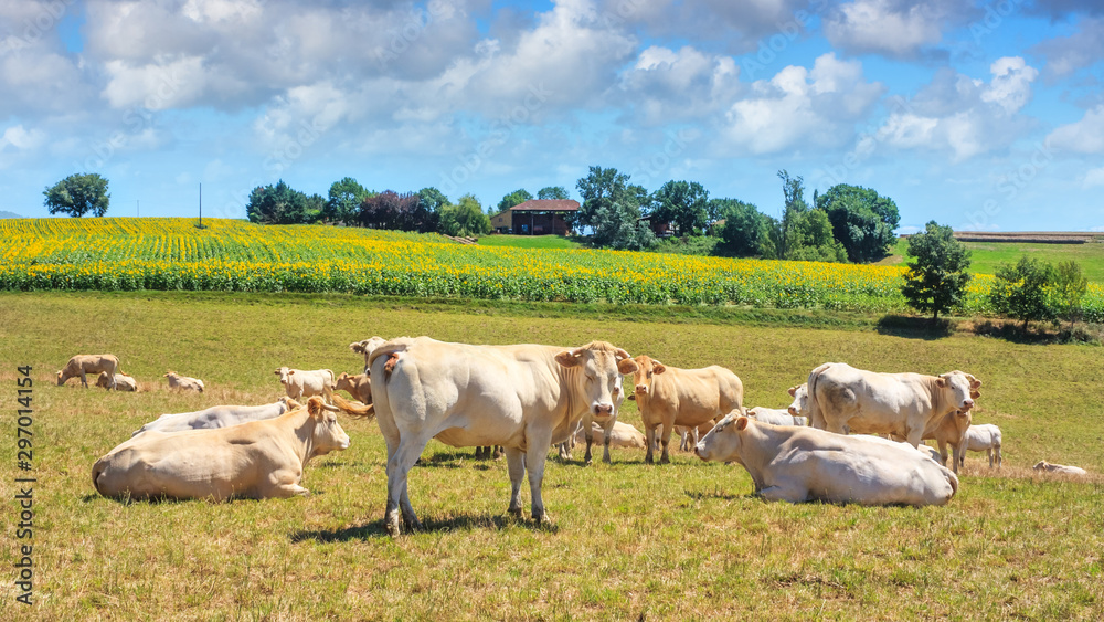 Fototapeta premium Summer pastoral landscape - view of the grazing herd of Charolais breed cows in the historical province Gascony, the region of Occitanie of southwestern France
