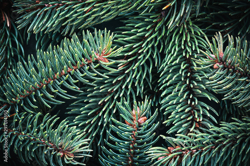 Christmas tree twigs close-up as Christmas or New Year background.