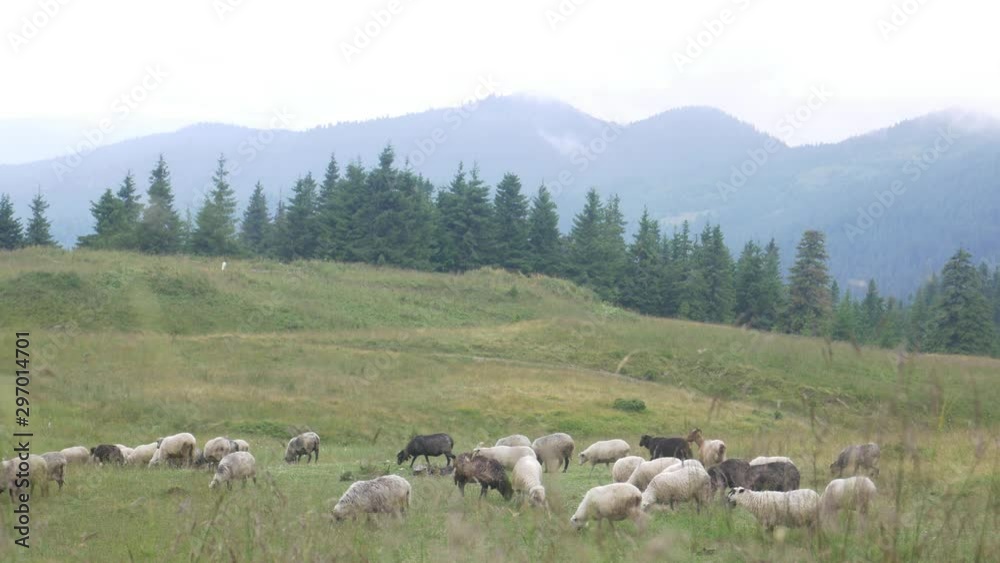 Black and white sheeps in meadow on green grass at summer landscape. Mountains and coniferous forest background. Quadrupedal mammal on graze land Black and white sheeps in meadow on green grass at summer landscape. Mountains and coniferous forest background. Quadrupedal mammal on graze land
