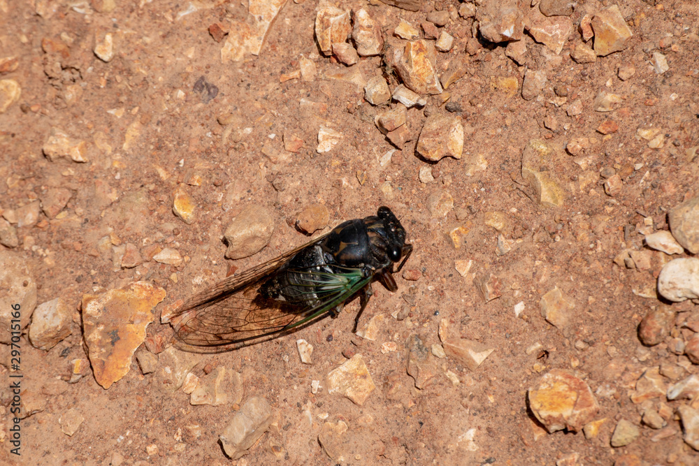 A large cicada insect on dirt and gravel in Missouri. Bokeh effect A large cicada insect on dirt and gravel in Missouri. Bokeh effect
