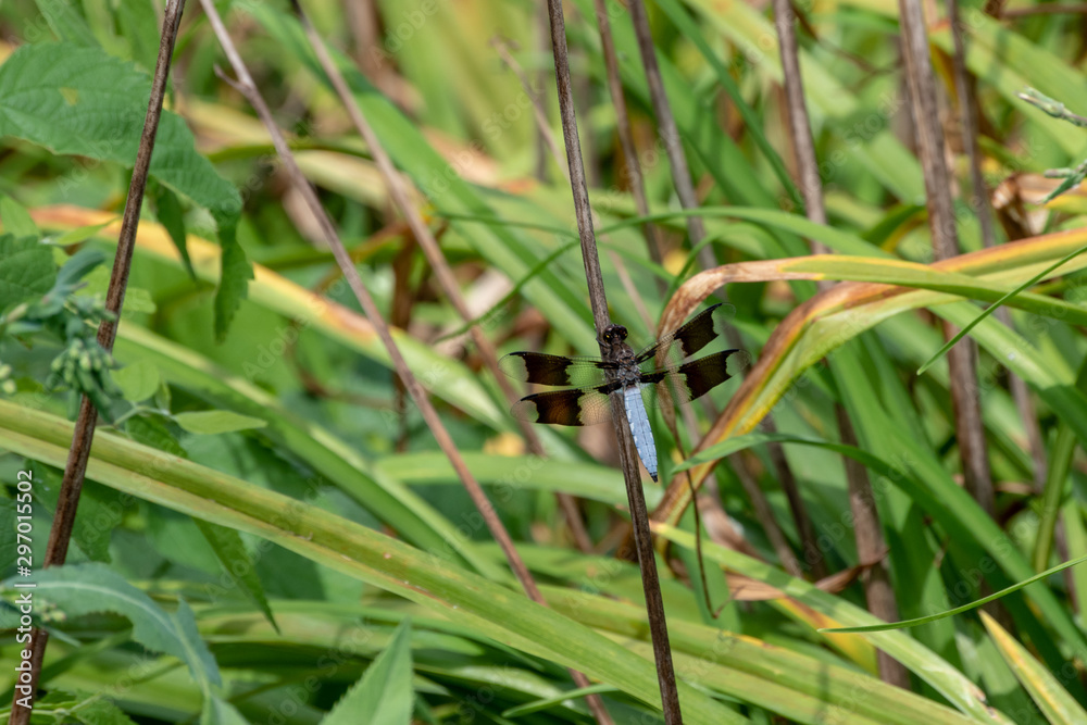 An old weed stem becomes the perch for a resting Common Whitetail Dragonfly in Misosuri. Bokeh. An old weed stem becomes the perch for a resting Common Whitetail Dragonfly in Misosuri. Bokeh.