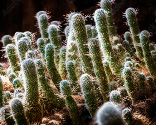 Sonoran Cactus