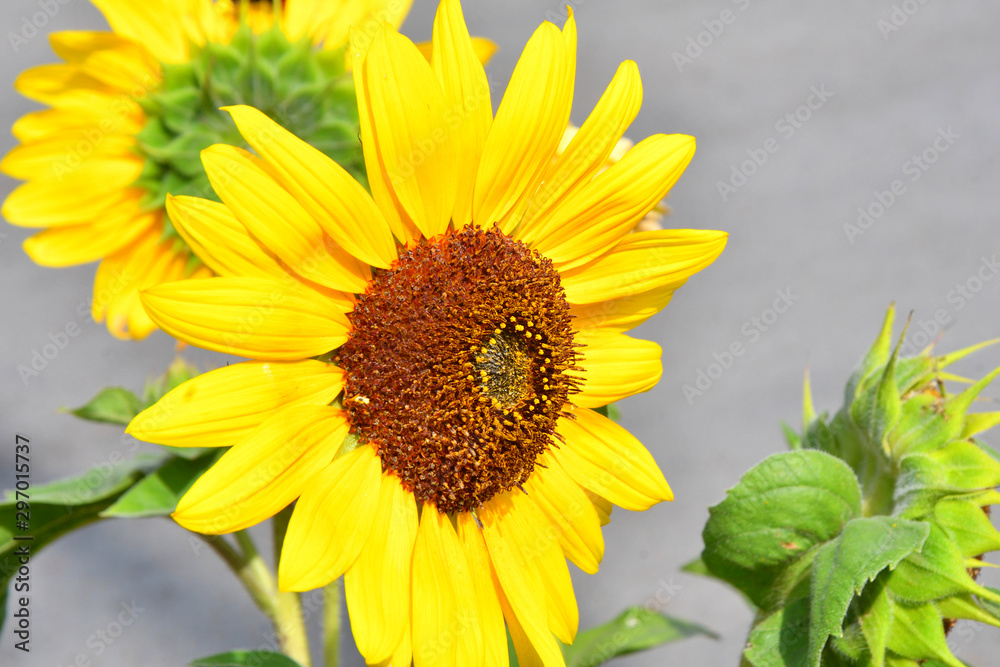 Decorative sunflower on autumn day Decorative sunflower on autumn day