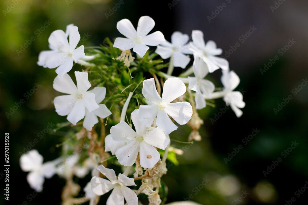 White flowers of phlox against the background of green and purple flowers. White Phlox on a dark background White flowers of phlox against the background of green and purple flowers. White Phlox on a dark background