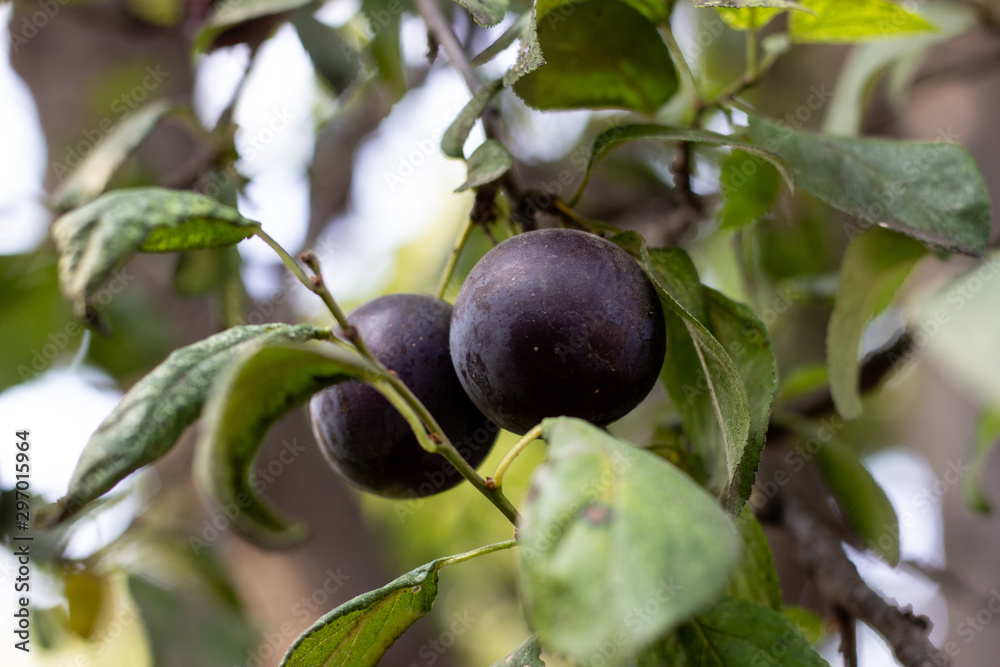 Canarium pimela (Black Myrobalan,Chebulic Myrobalan). Ripe Chebulic