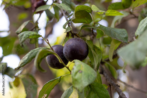 Canarium pimela (Black Myrobalan,Chebulic Myrobalan). Ripe Chebulic Myrobalan fruits hang on the tree. Black plums grow on the tree