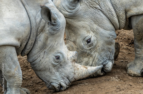 Two rhinos - an adult and a young male locking horns as the young one asserts its power. 