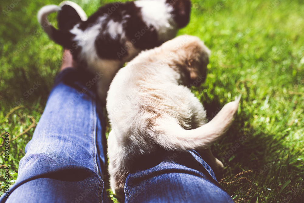 POV Two Puppies playing outside on a person POV Two Puppies playing outside on a person