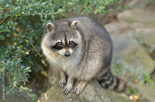 Canvas-taulu アライグマ