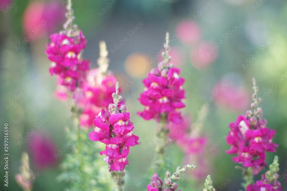 Obraz premium pink snapdragon flowers grow in the summer garden