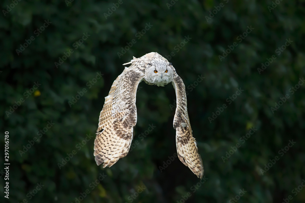Snowy owl in flight with outstretched wings