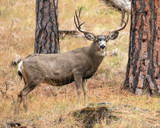 Mule Deer Buck and Ponderosa Pine