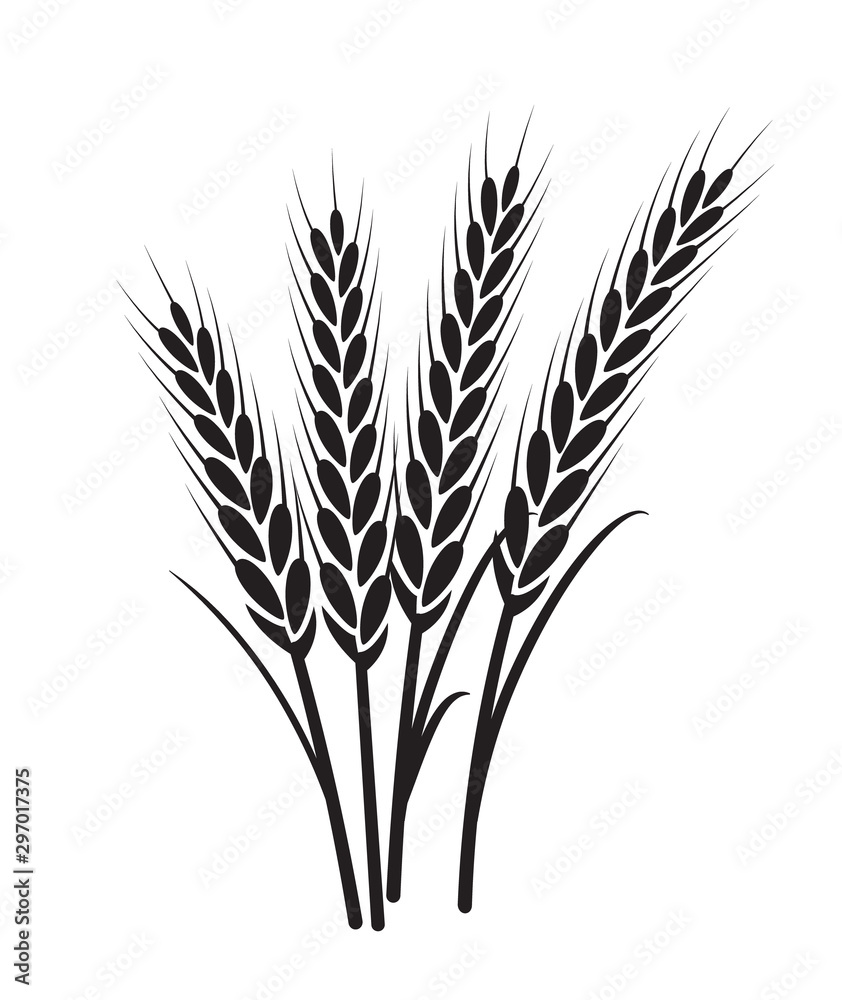 Wheat vector plant grain icon illustration. Wheat field harvest design  agriculture Stock Vector | Adobe Stock