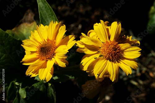 Yellow and red flower in the garden shined at sun