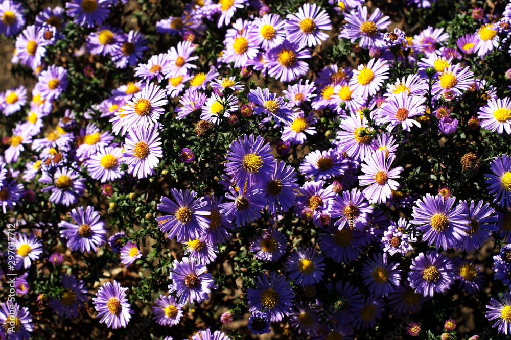 Wild Blue Flowers Blooming. Closeup Image garden Wild Blue Flowers Blooming. Closeup Image garden