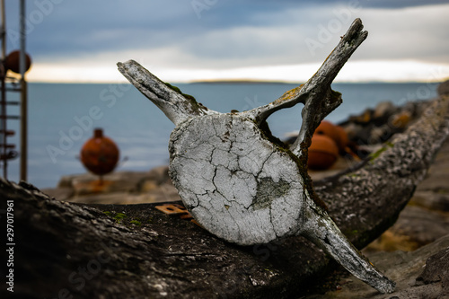Hueso de ballena