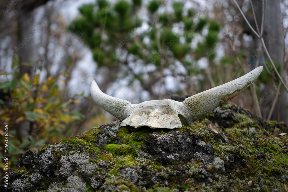 Cráneo vikingo posado sobre una roca