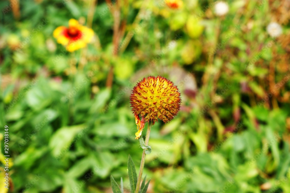 Beautiful fluffy autumn flower heads with seeds Beautiful fluffy autumn flower heads with seeds