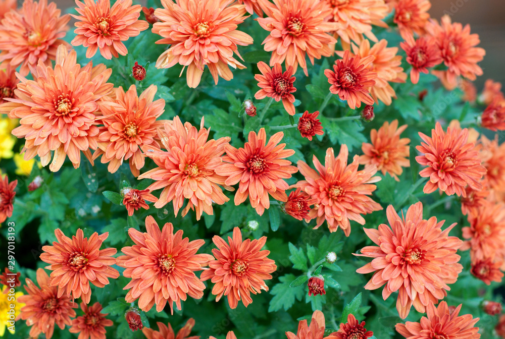 Coral chrysanthemum in green leaves. Bush of autumn chrysanthemums.Garden plants.