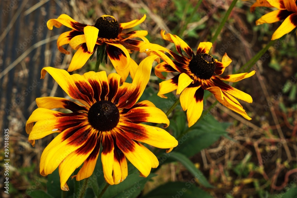 Fototapeta premium Yellow and red flower in the garden shined at sun