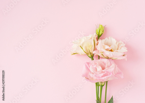 Fototapeta Naklejka Na Ścianę i Meble -  Beautiful pink and white eustoma flower (lisianthus) in full bloom with green leaves. Bouquet of flowers on pink background.