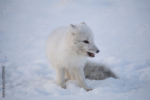 Lis polarny na pierwszym jesiennym sniegu © blackspeed